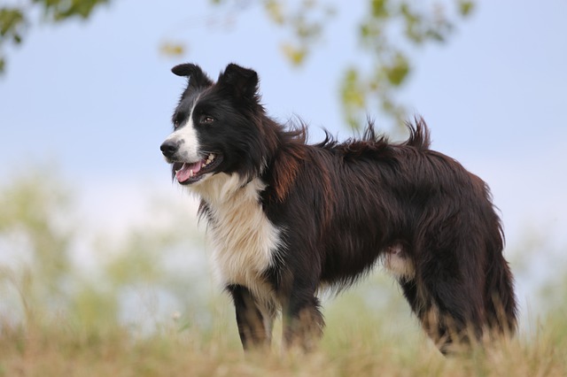 Doggo CV Chatbot